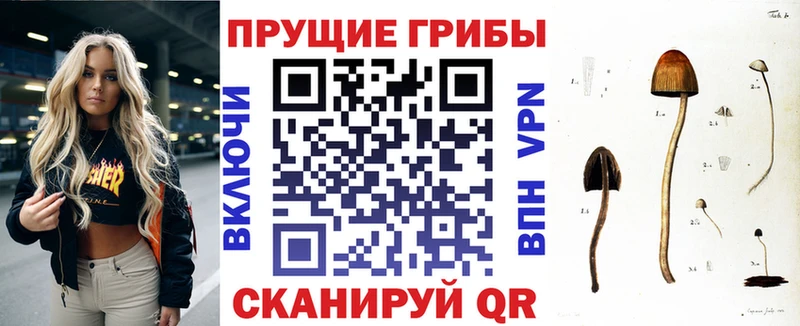 Купить где  Олёкминск  Псилоцибиновые грибы Cubensis 